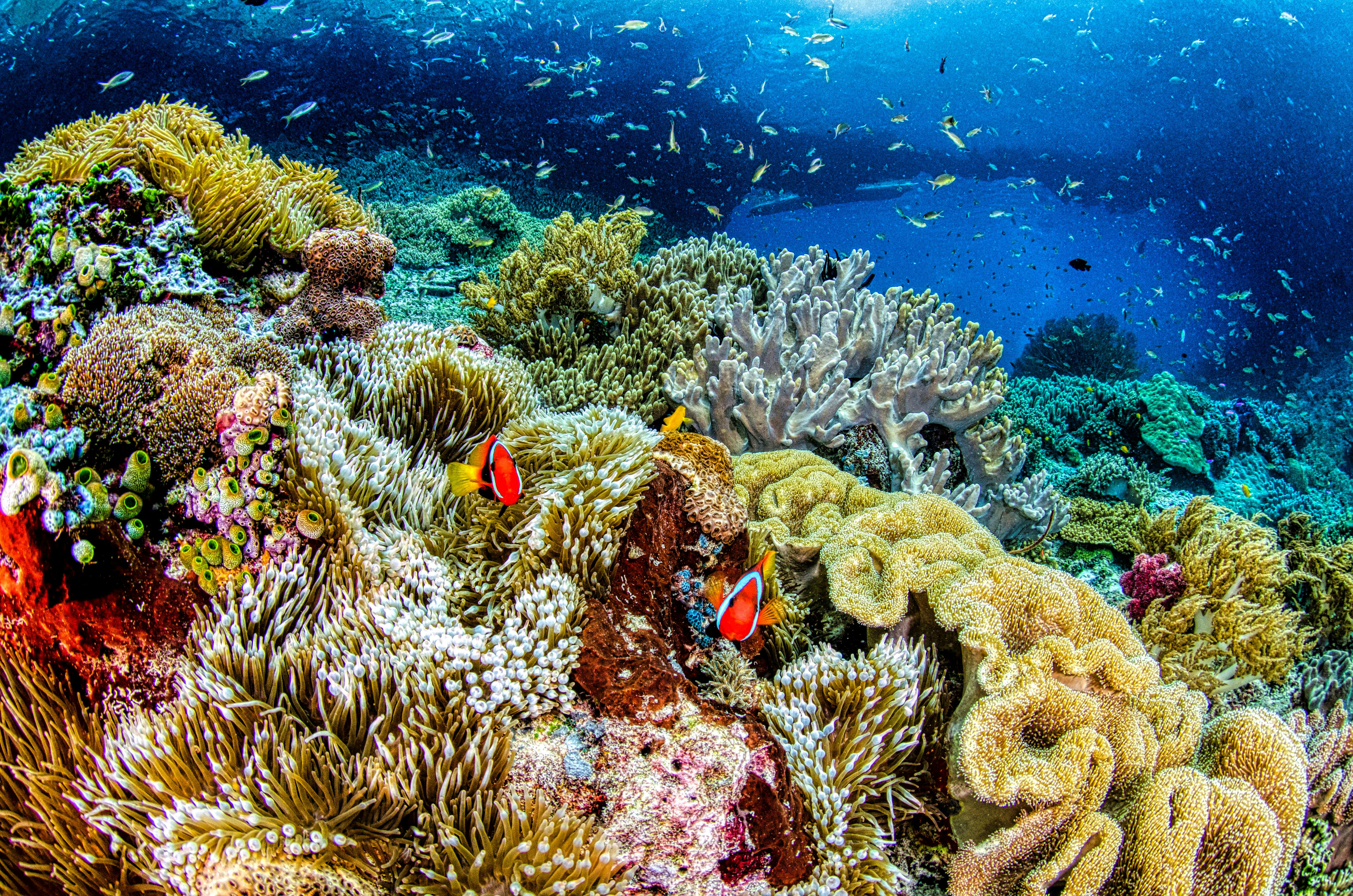 Vibrant Colored Coral Reef Underwater