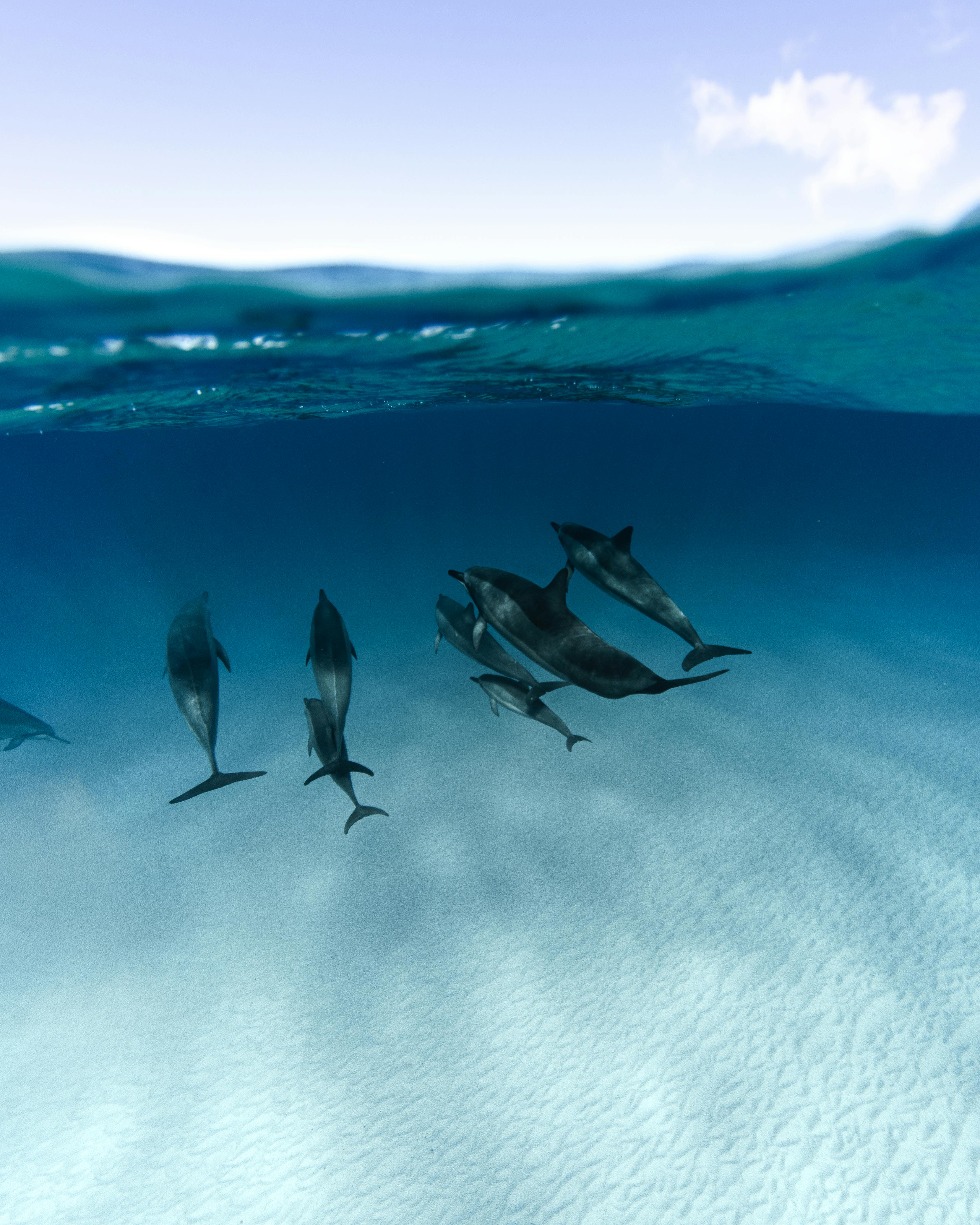 Dolphins on Body of Water