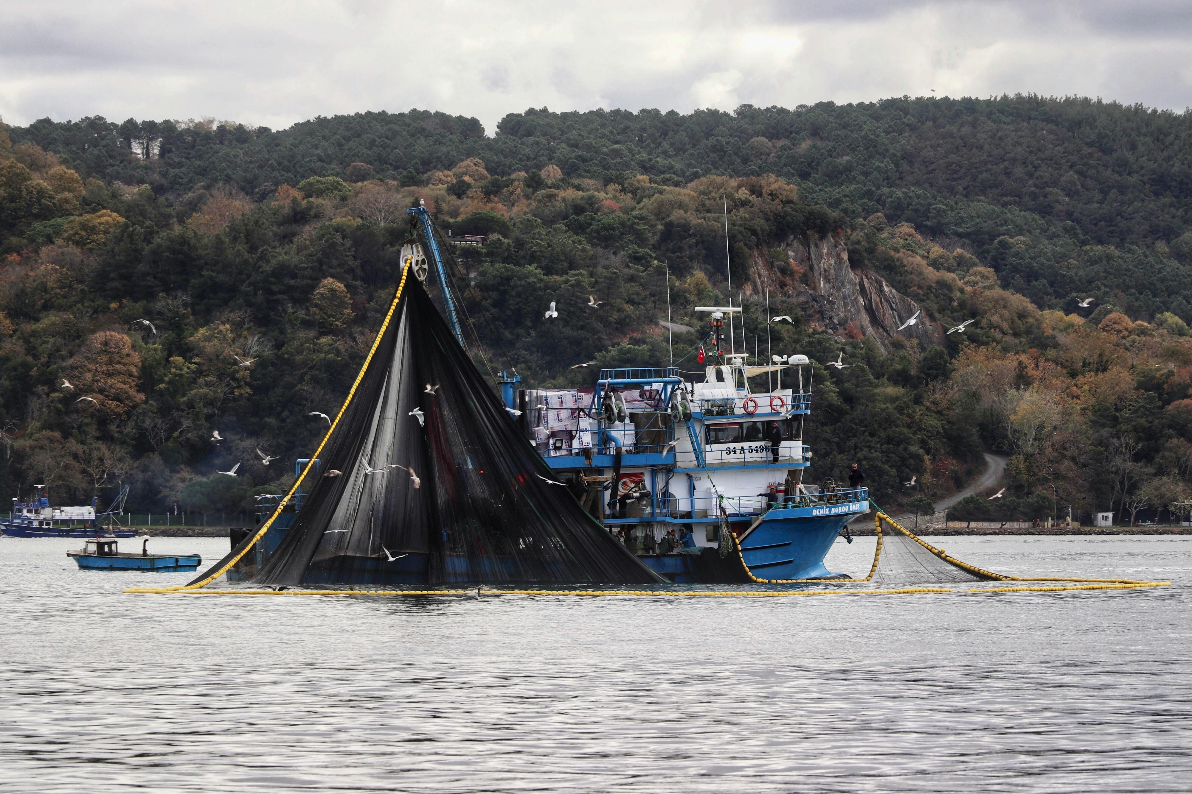 Fishing Boat with Seagulls in Scenic Coastal Waters