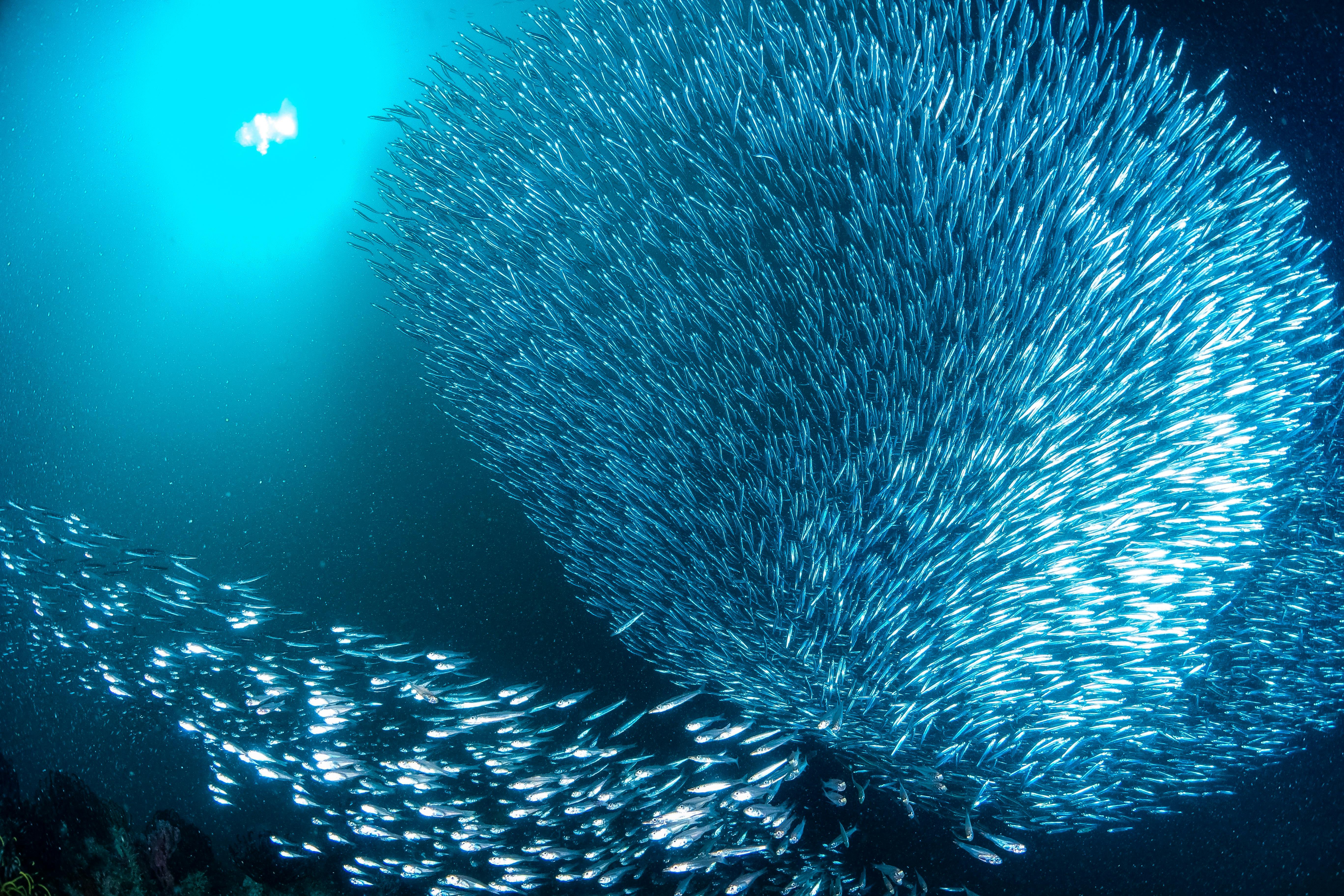 Close up of School of Fish