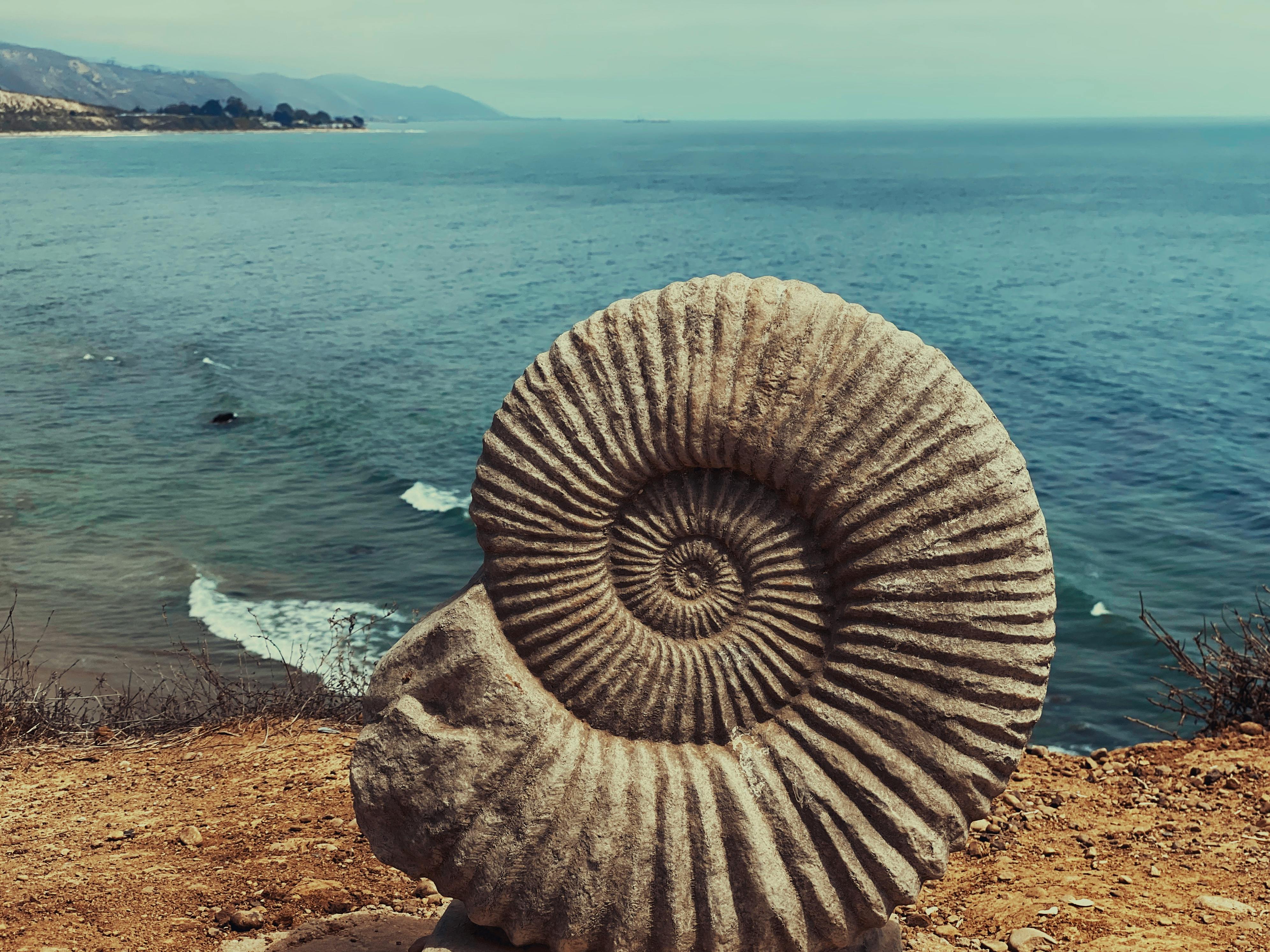 Spiral Shape Of A Fossil Ammonite Shell on Brown Sand Near Body of Water