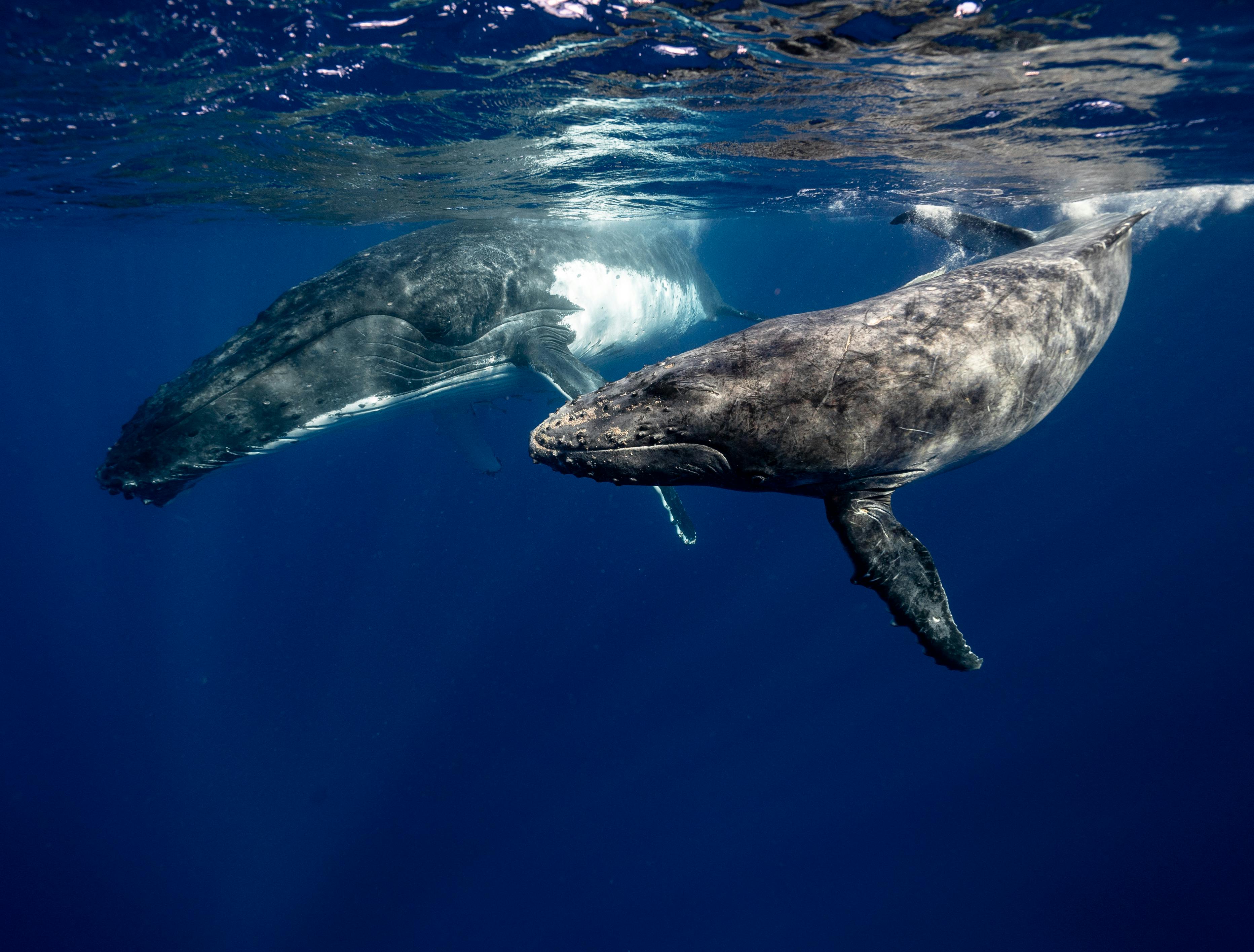Humpback Whales Underwater