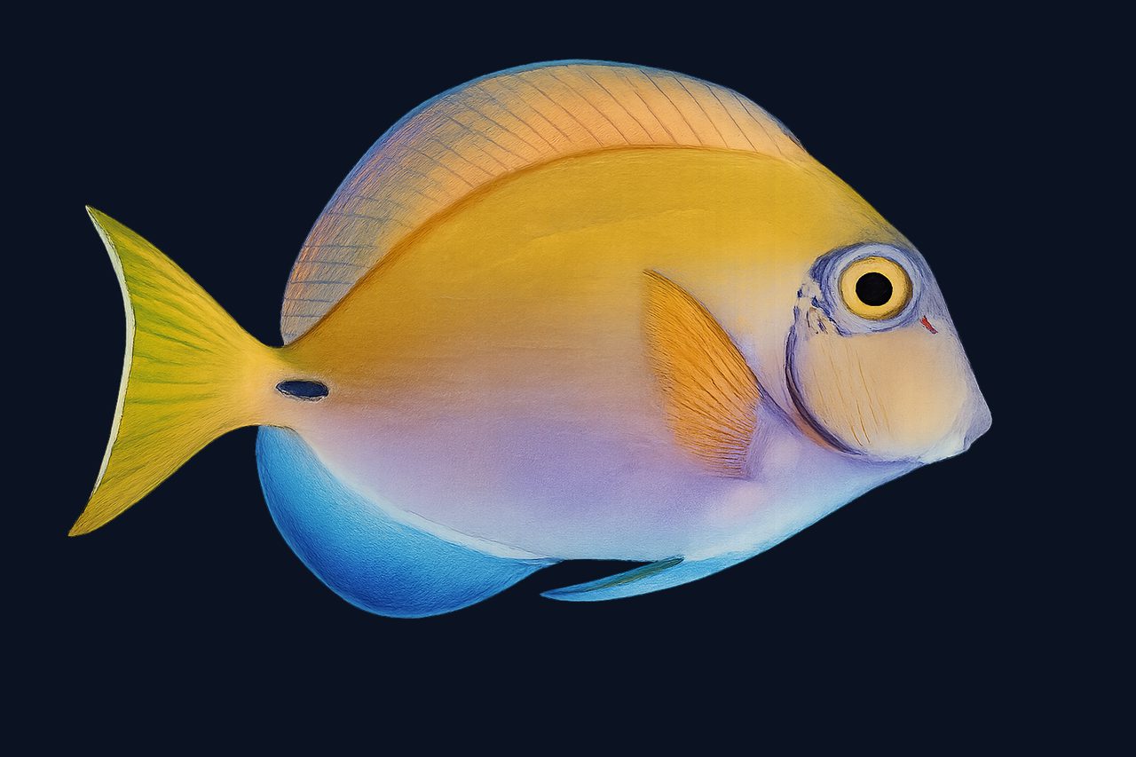 Ocean Surgeonfish
