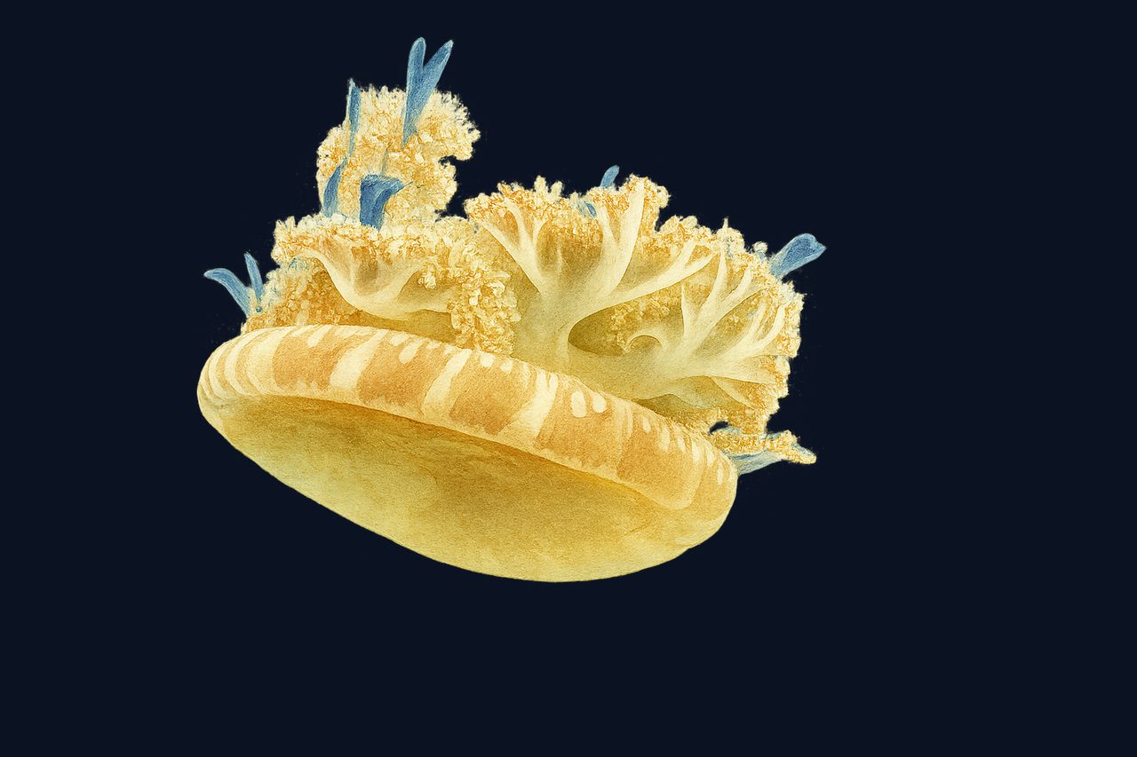 Upside-down jellyfish