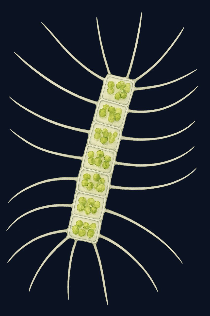 Chain diatom