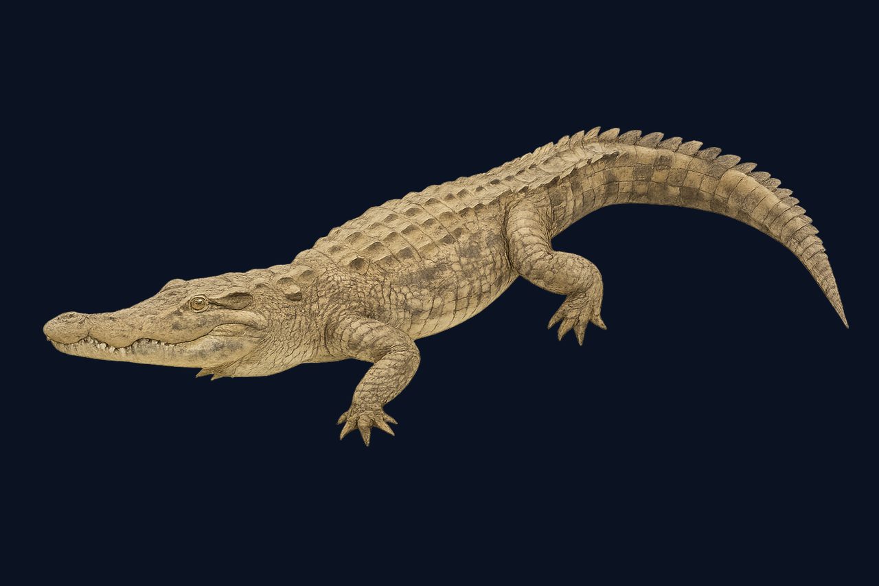 American crocodile