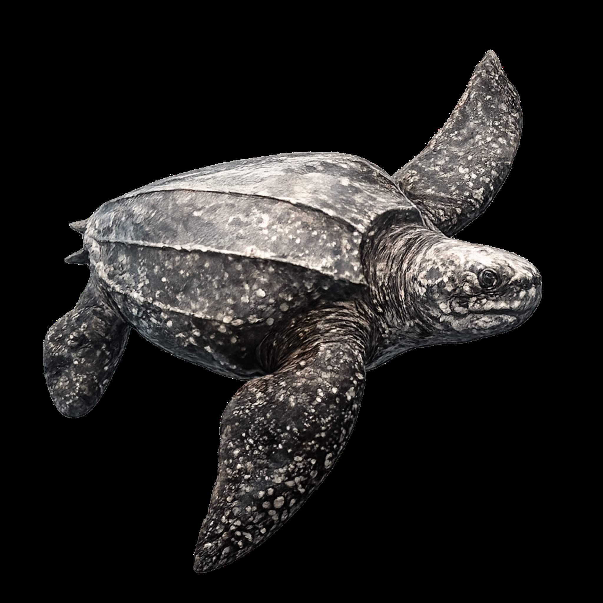 Leatherback turtle