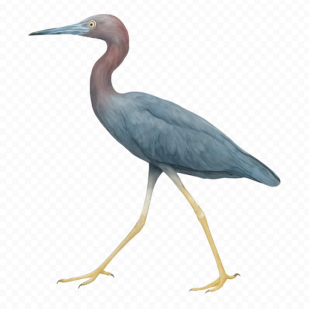 Little Blue Heron