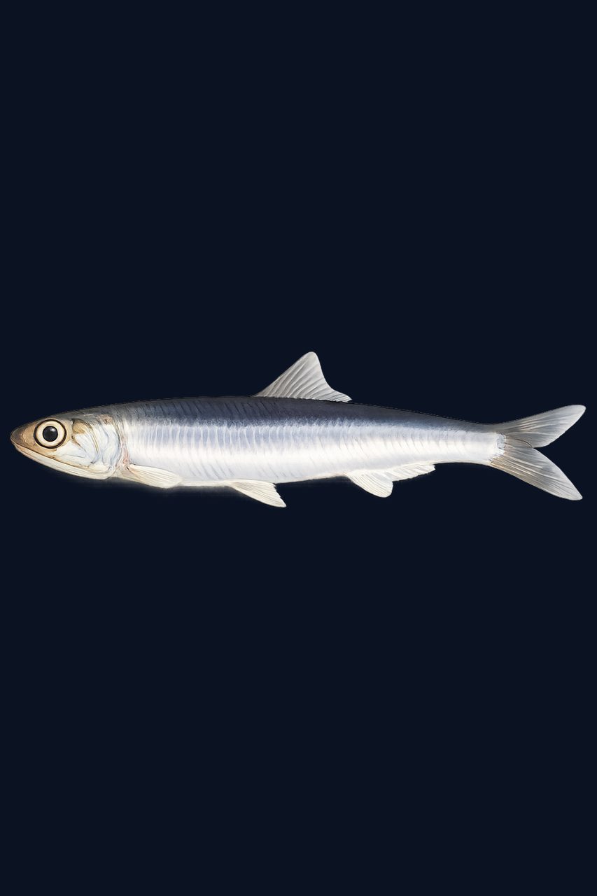 European anchovy