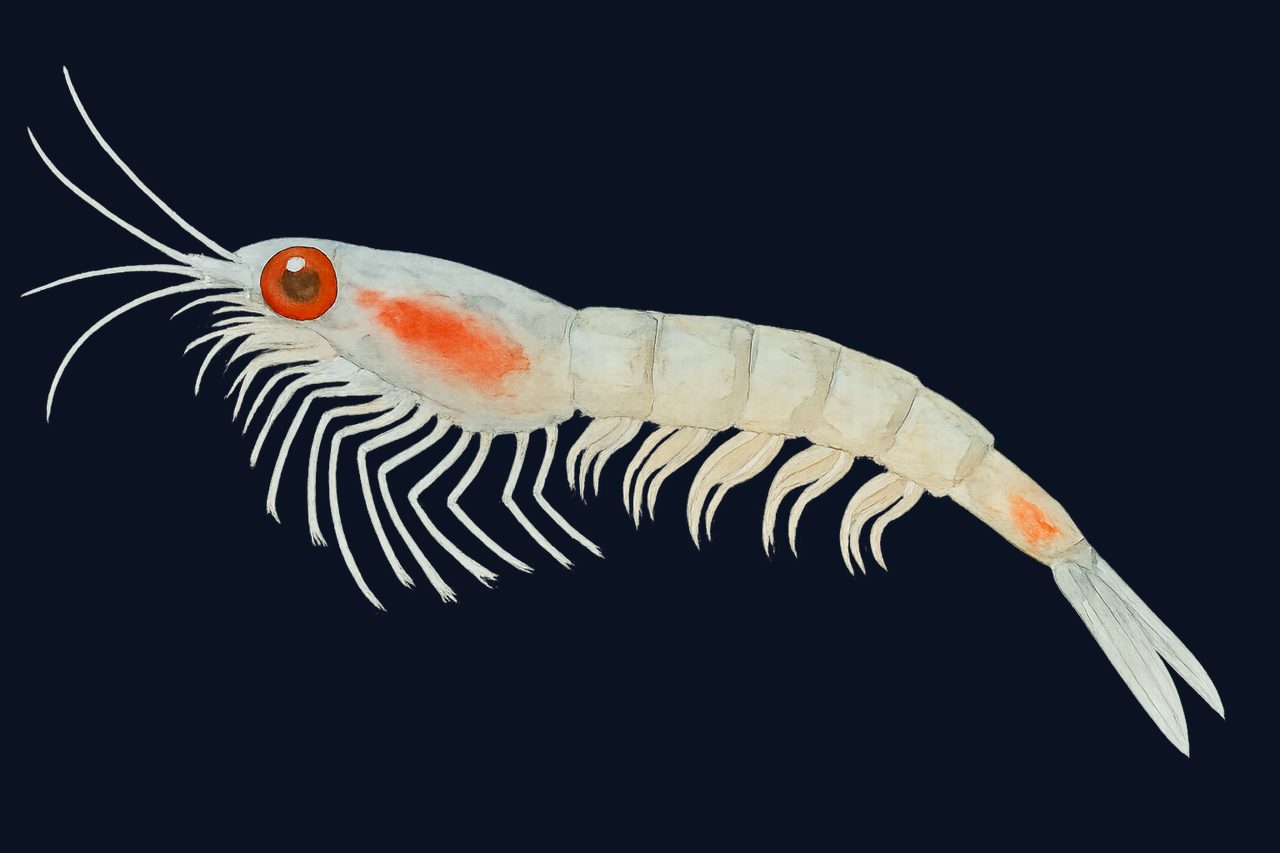 Southern krill