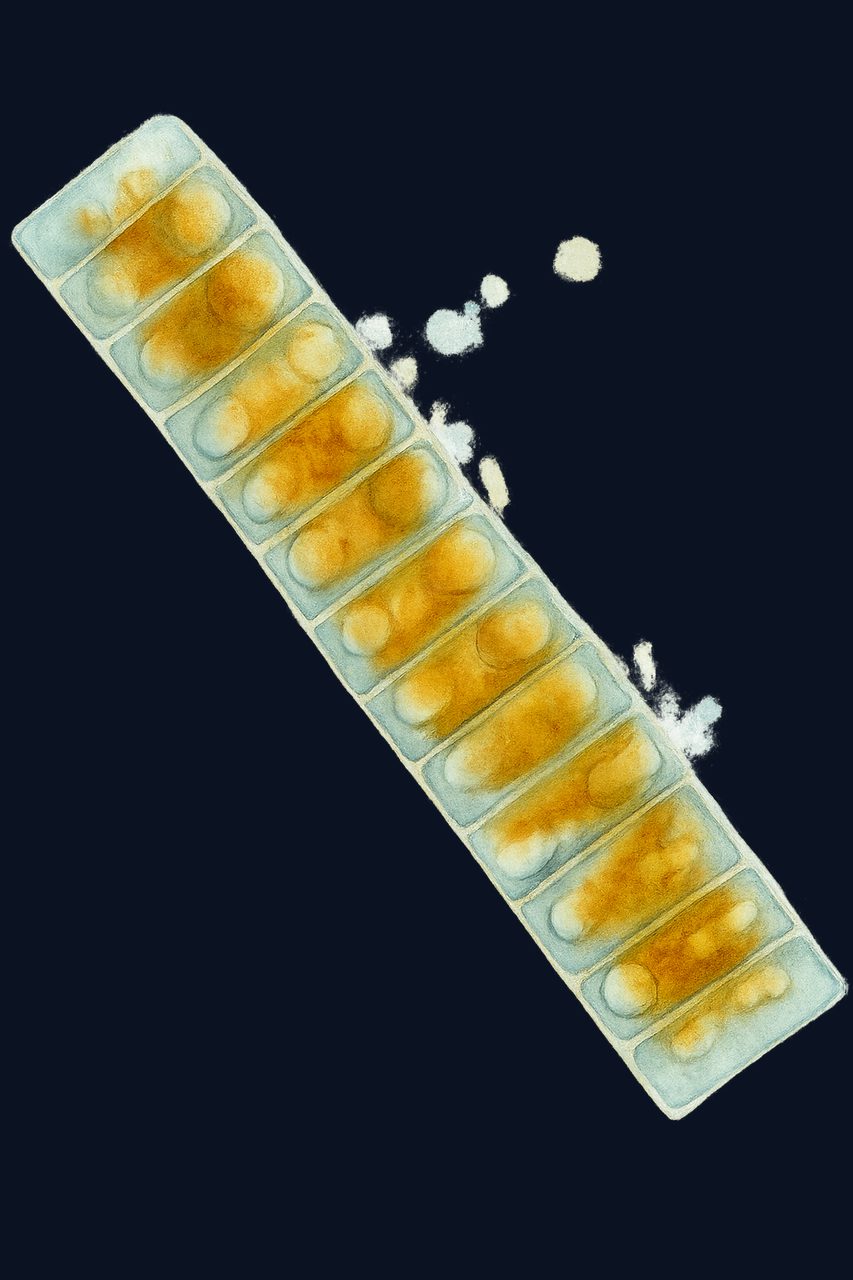 Fragilariopsis cylindrus