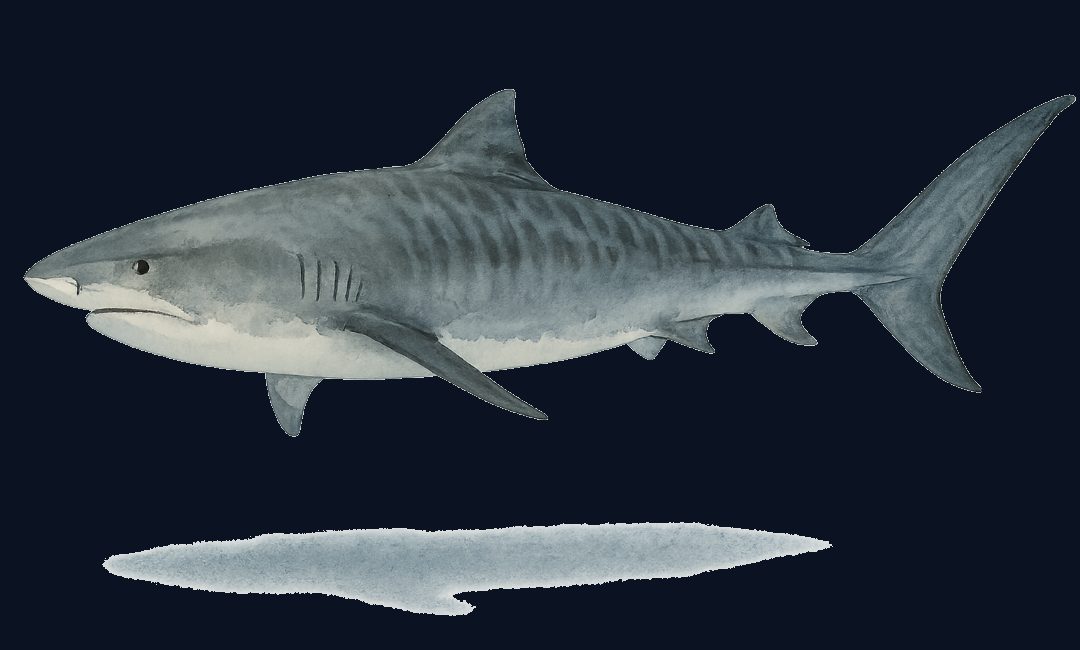 Tiger shark