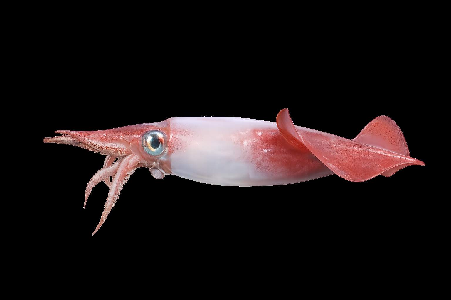 Arctic squid
