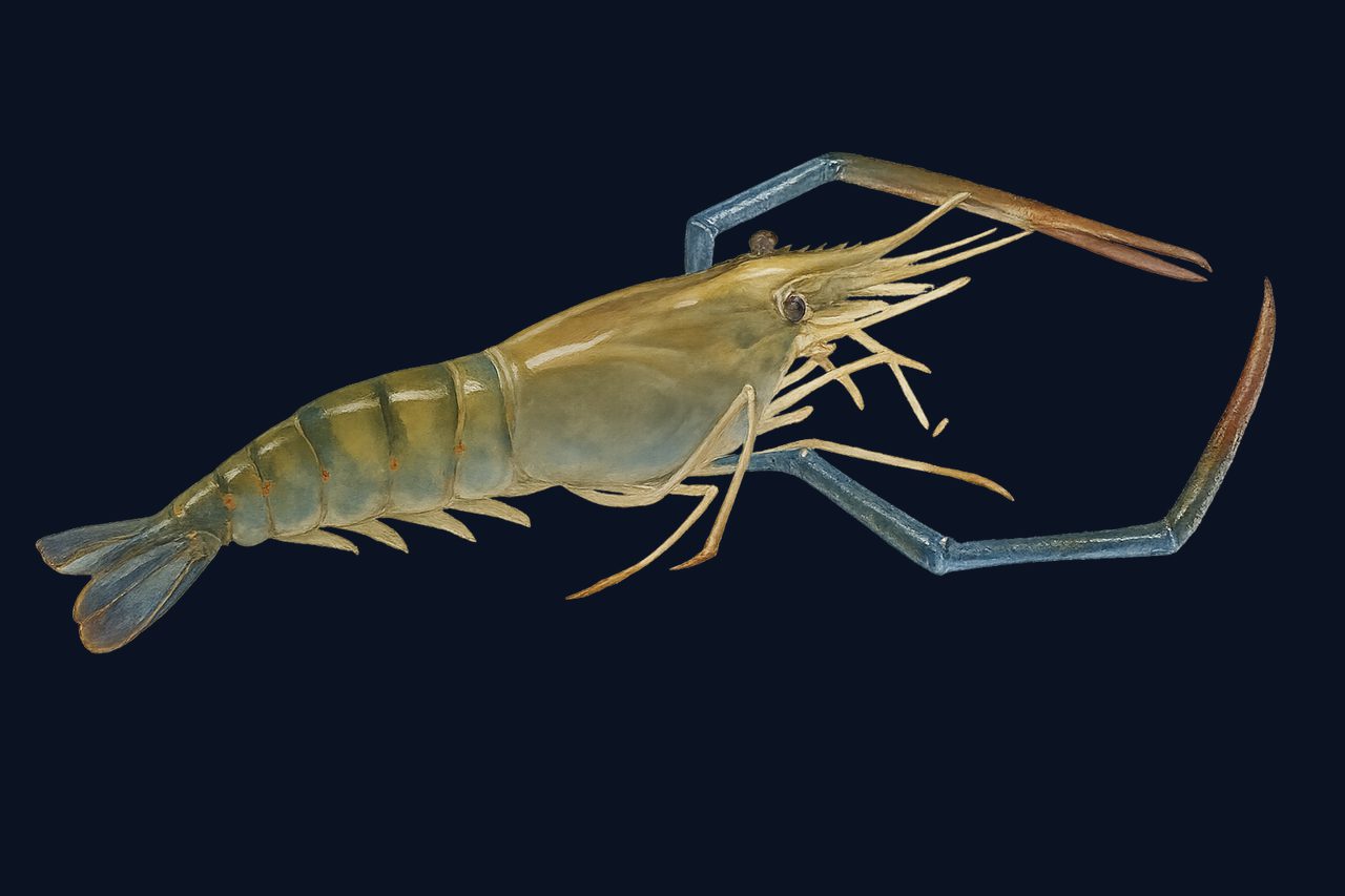 Amazon river prawn