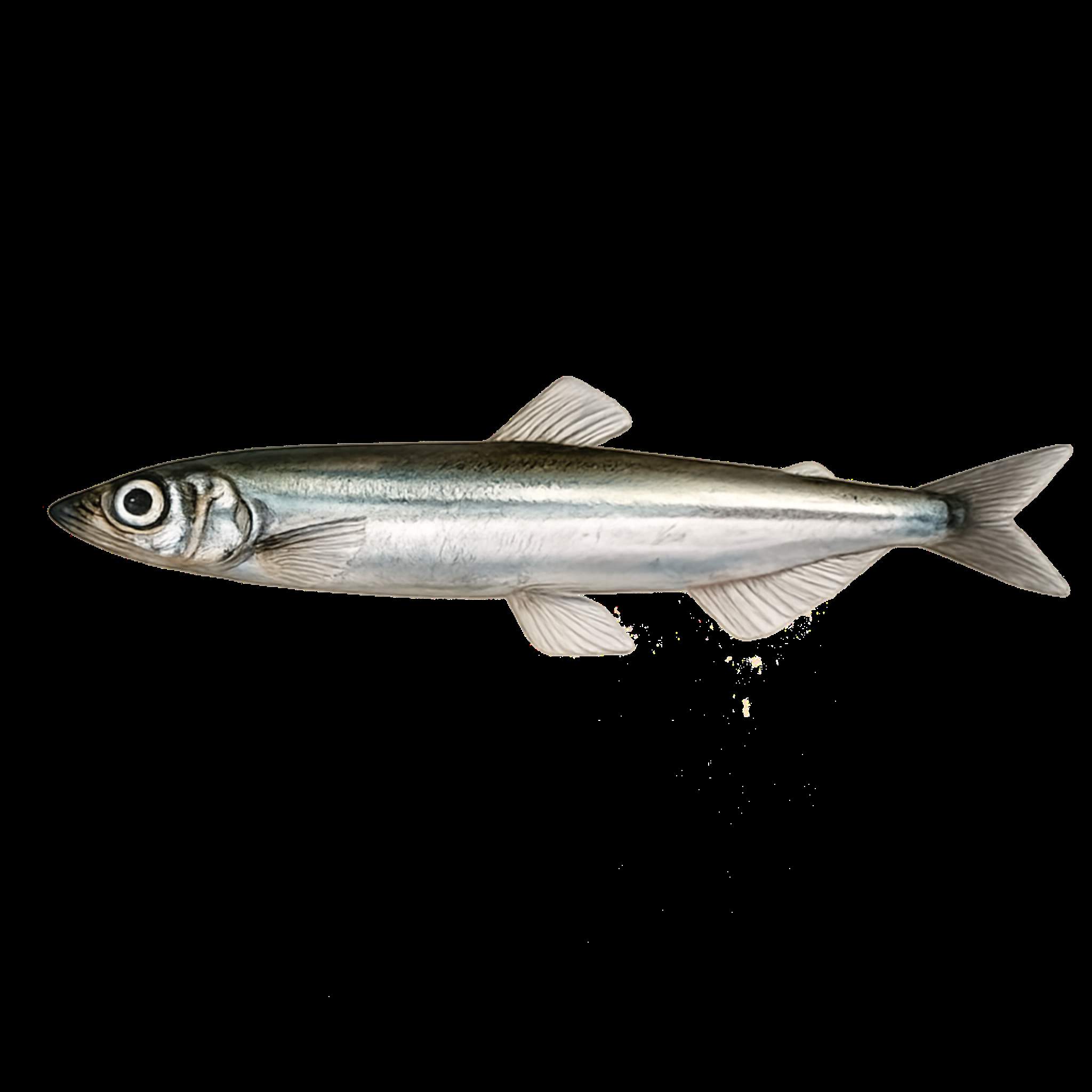 Capelin