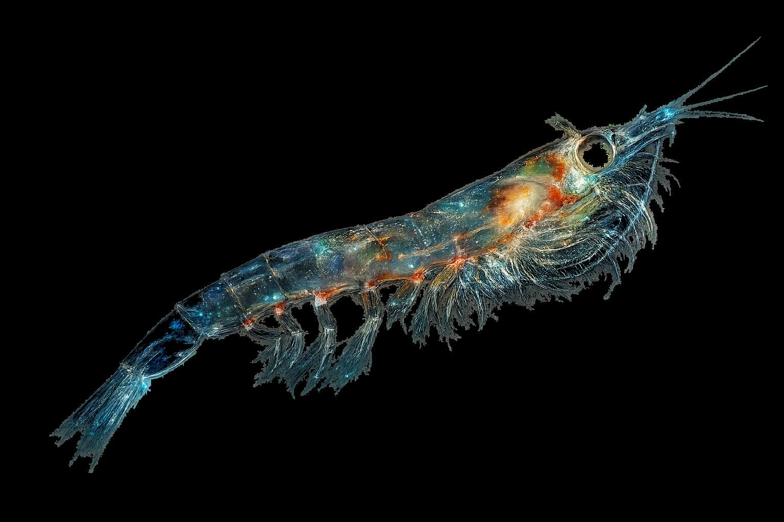 Northern krill