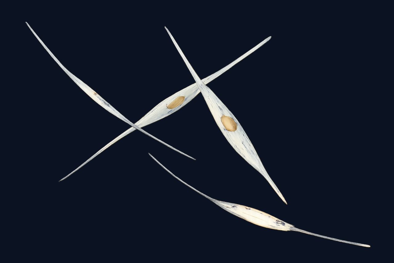 Nitzschia longissima