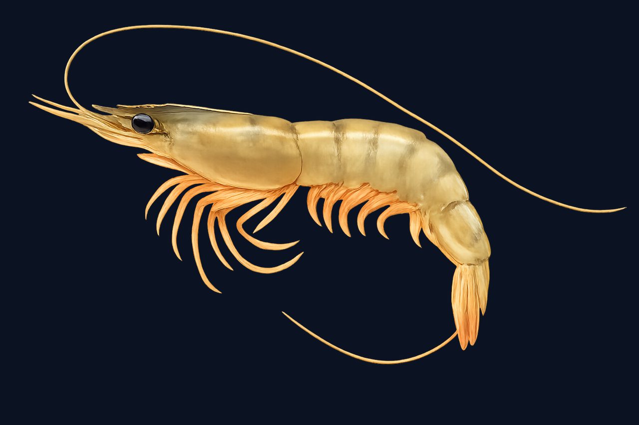 Black tiger shrimp