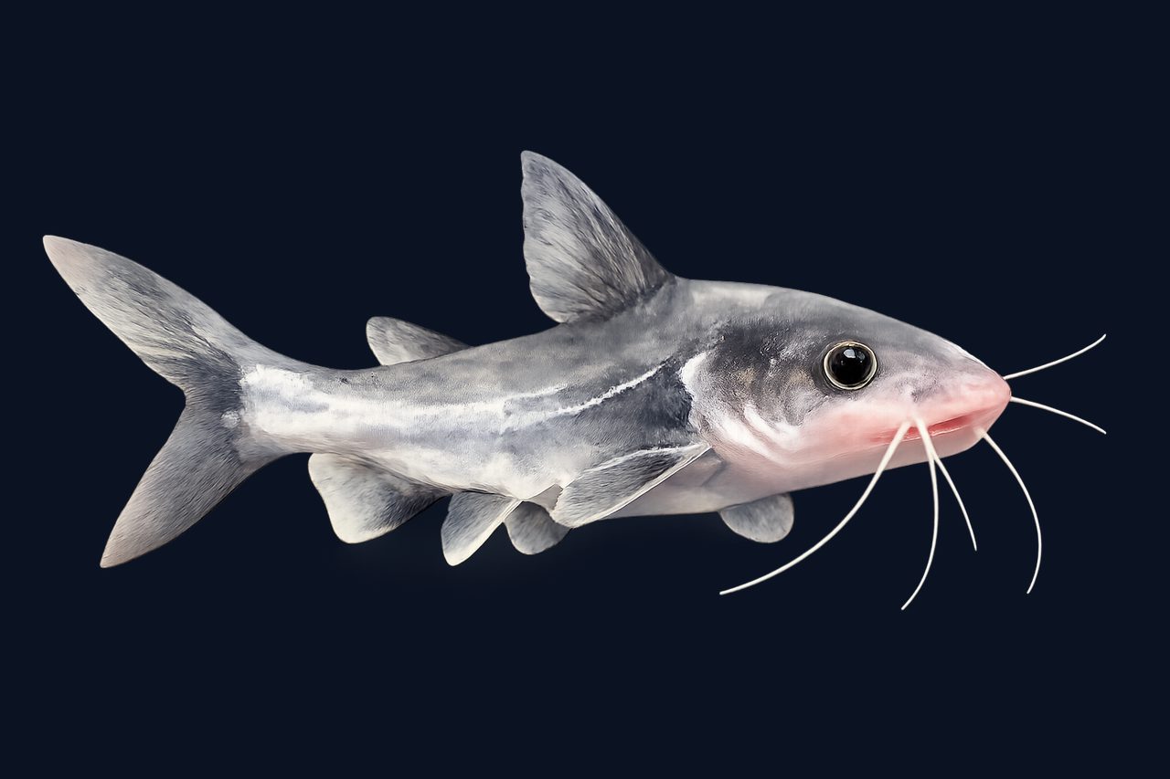 Thinspine sea catfish