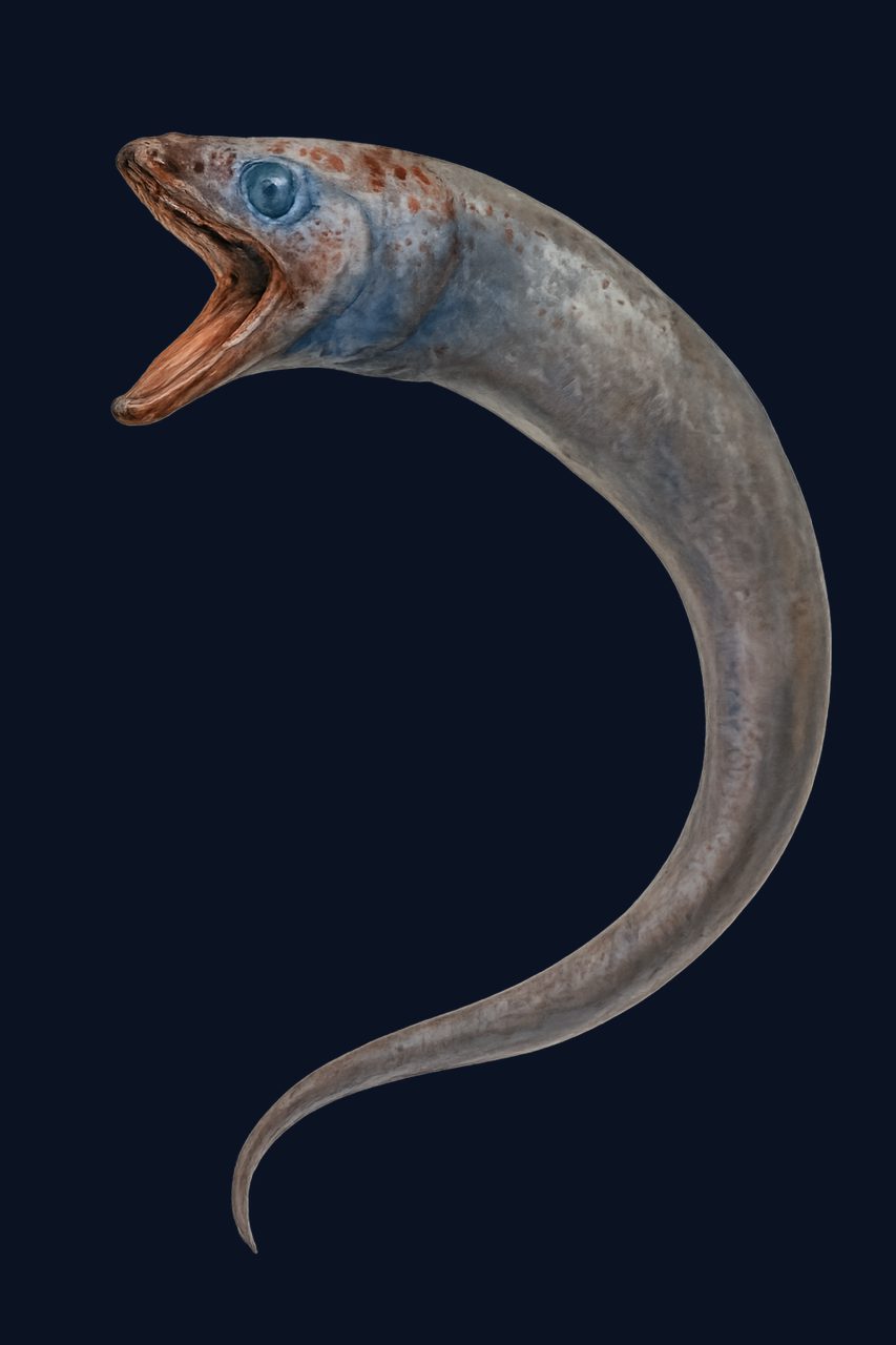 Kaup's arrowtooth eel