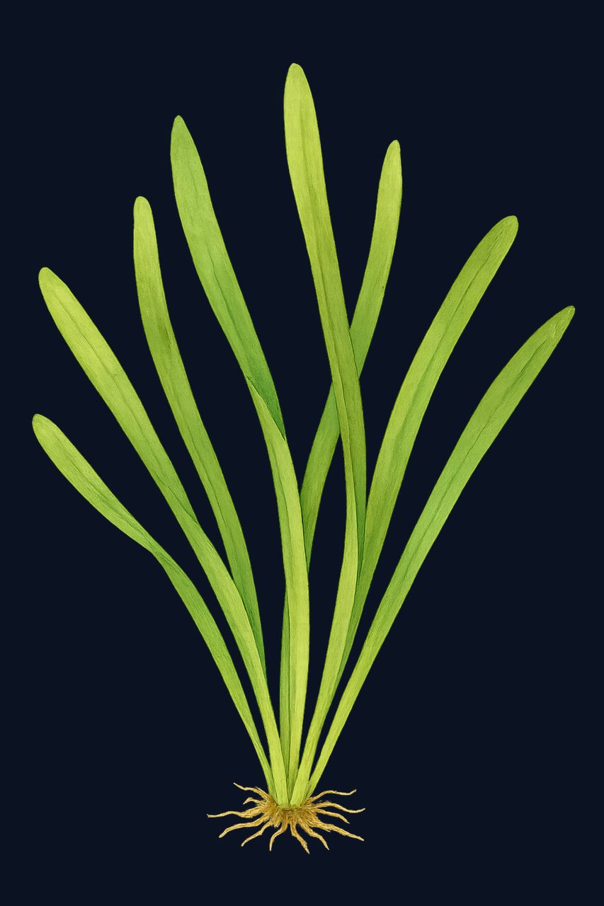 Thalassia testudinum