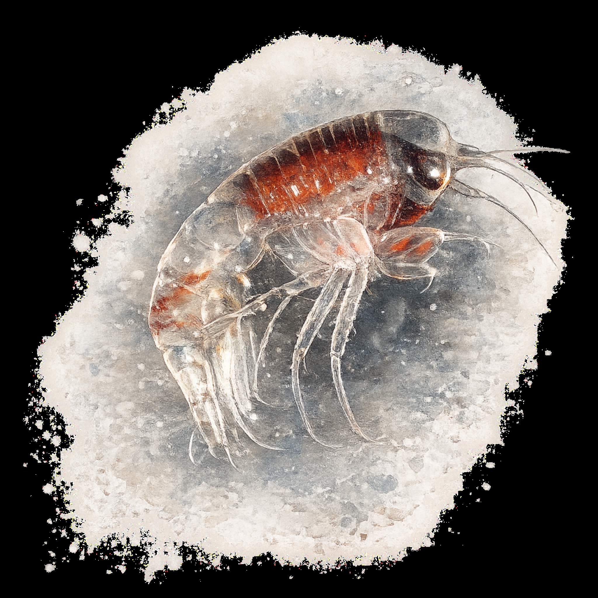 Arctic amphipod